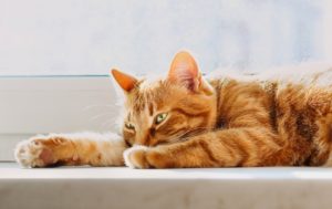 Principales Causes De Diarrhee Chez Le Chat Presentees Par Okivet