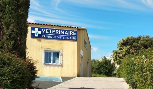 Le furet - Clinique vétérinaire Saint Just