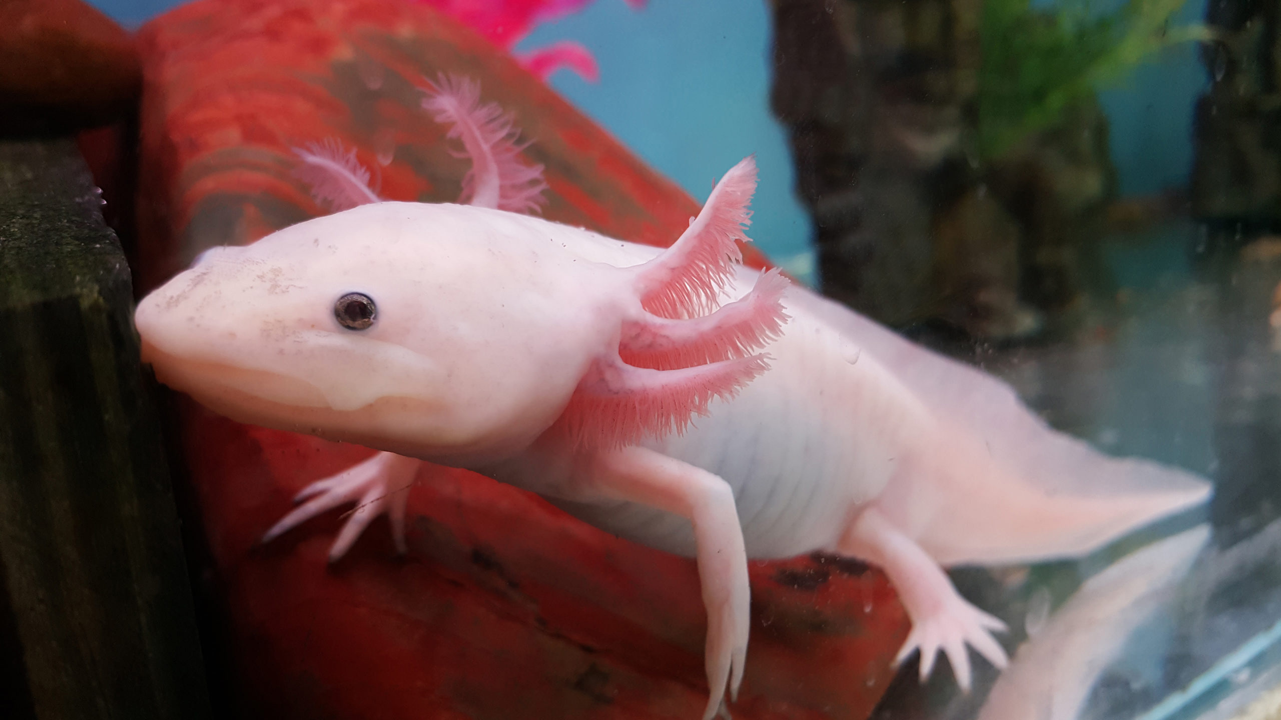 Axolotl, tout savoir sur cet étrange amphibien !