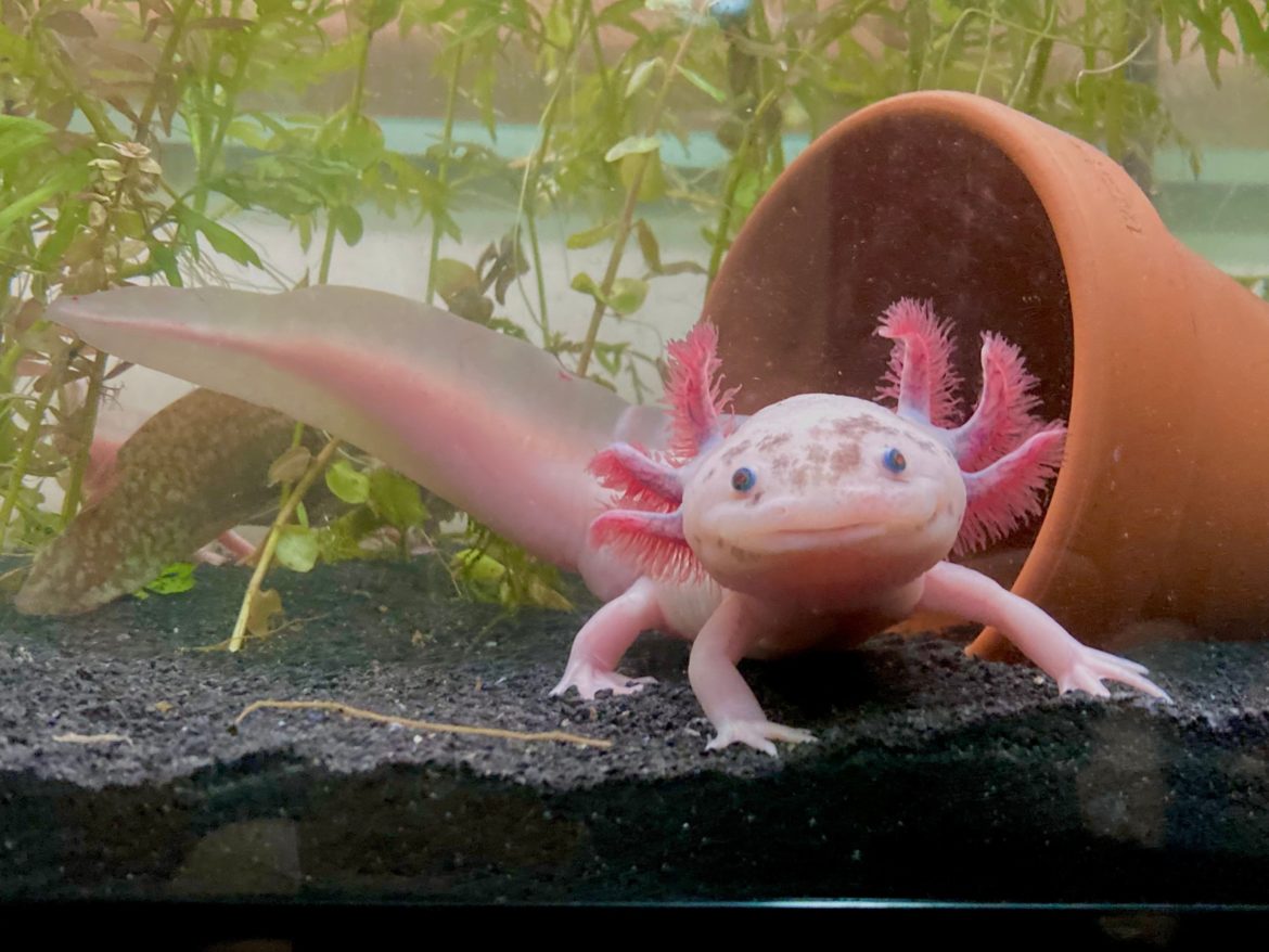 Axolotl : qui est cet étrange animal, et comment l'élever ?